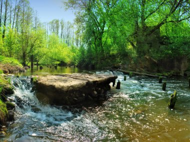 Yaz aylarında nehir üzerinde orman şelale. Güzel sahne. 