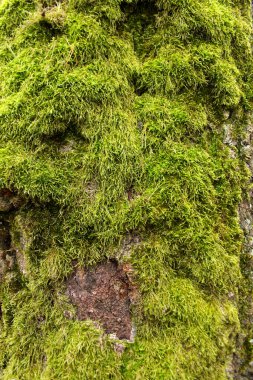 Green moss on a tree as a background image. Natural background. clipart
