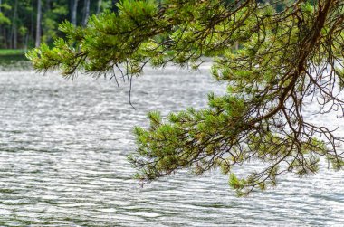 Su üzerinde bükük çam dalı