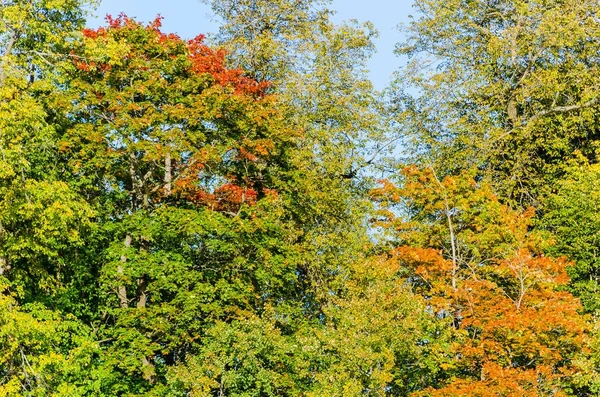 Осінні дерева моделі — стокове фото