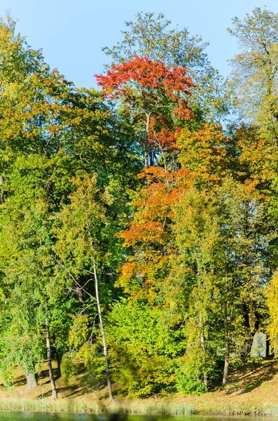 森林秋天风景在湖在公园 — 图库照片