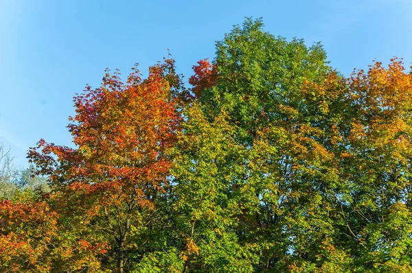 Patronen herfst bomen — Stockfoto