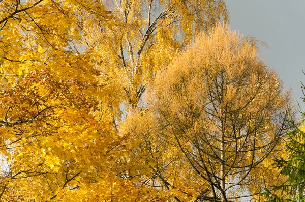 公园里的秋天风景 — 图库照片