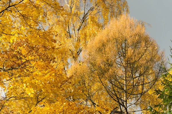 Őszi táj a parkban — Stock Fotó