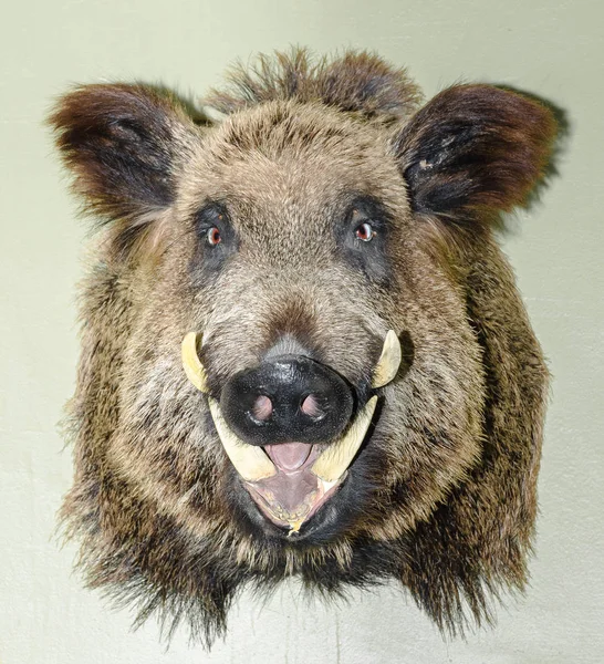 Doldurulmuş vahşi domuz kellesi sırıtan ağızlı