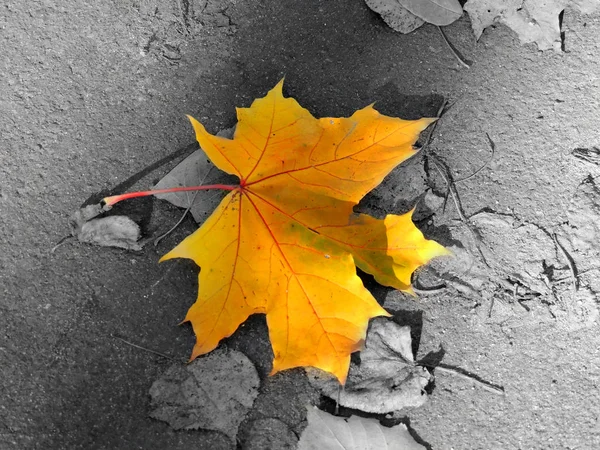 Folha de outono amarelo — Fotografia de Stock