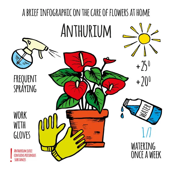 Anthurium Care Flowers Home Hand Drawn Infographic Poster Style Sketch — 스톡 벡터