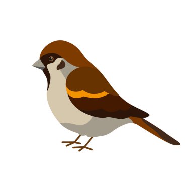 Sparrow, küçük bir şehir kuşu. Çizgi film tarzında illüstrasyon. Beyaz arkaplanda izole edilmiş vektör resmi.