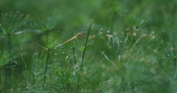 Close Slow Motion Footage Beautiful Dragonfly — Stock Video