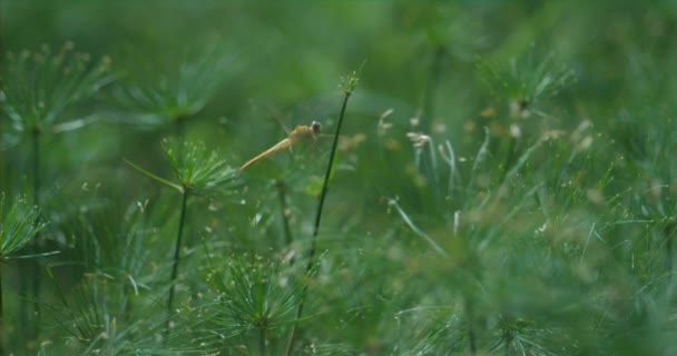 Zbliżenie Slow Materiał Filmowy Pięknej Ważki — Wideo stockowe