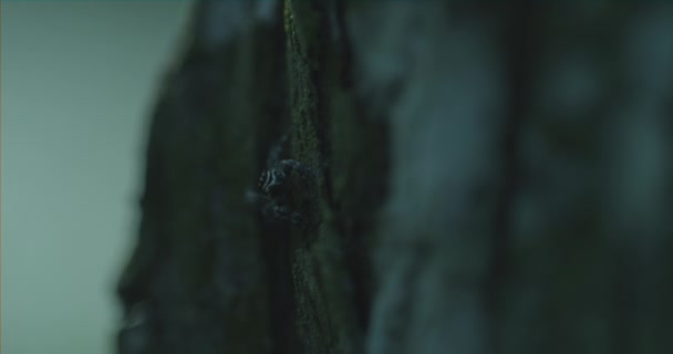 树上蜘蛛的宏观照片 看着相机 — 图库视频影像