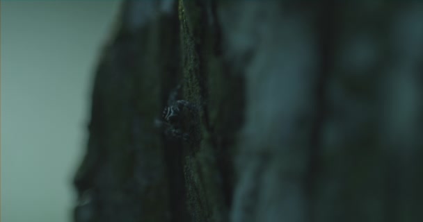 Macro shot of spider on tree looking at camera — Stock Footage Macro Shot Spider Tree Looking Camera Royalty Free Stock Video