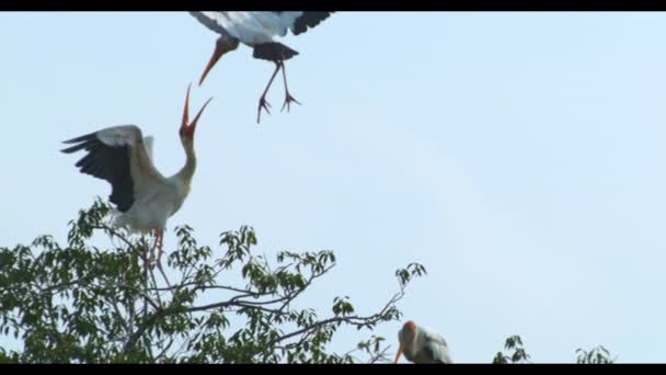 Slow Motion Footage White Storks Perching Tree — Stock Video