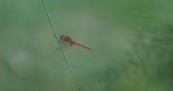 美丽蜻蜓的特写慢镜头 — 图库视频影像