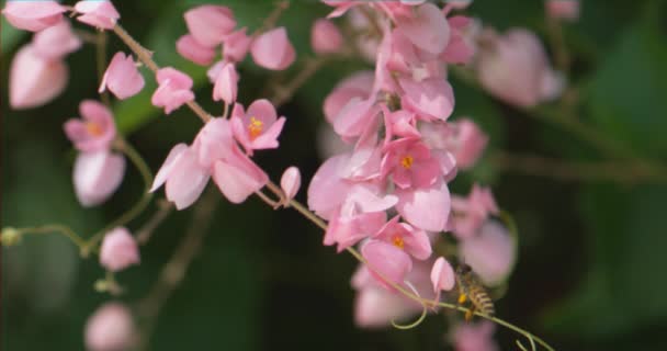 小さな蜂と一緒に木の上にピンクの花を咲かせる美しい映像 — ストック動画