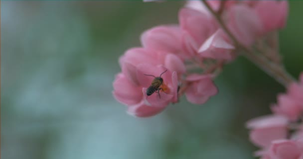Крупным Планом Кадры Красивых Цветущих Розовых Цветов Дереве Пчелой — стоковое видео