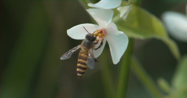 Κοντινό Πλάνο Όμορφα Ανθισμένα Λουλούδια Στο Δέντρο Μια Μικρή Μέλισσα — Αρχείο Βίντεο