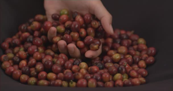 Slow Motion Footage Hand Grabbing Raw Coffee Beans — Stock Video