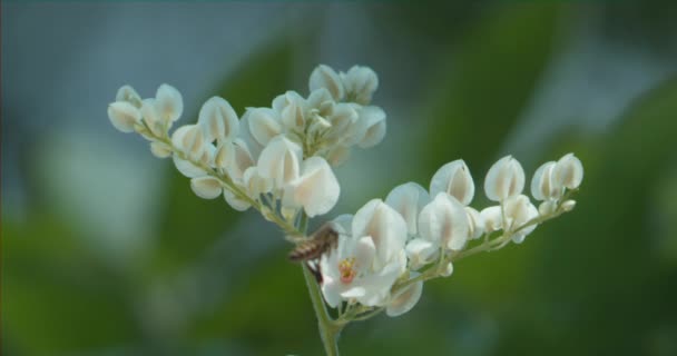 Nahaufnahmen Von Schönen Blühenden Weißen Blumen Mit Kleinen Bienen — Stockvideo