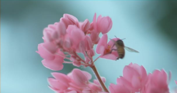 小さな蜂と一緒に木の上にピンクの花を咲かせる美しい映像 — ストック動画