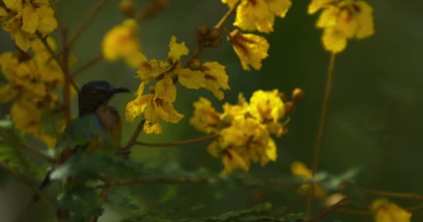 木々の上に咲く黄色の花のクローズアップ映像 — ストック動画