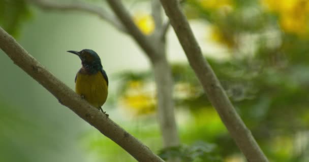 Close Footage Yellow Sunbird Perching Tree Branch — Stock Video