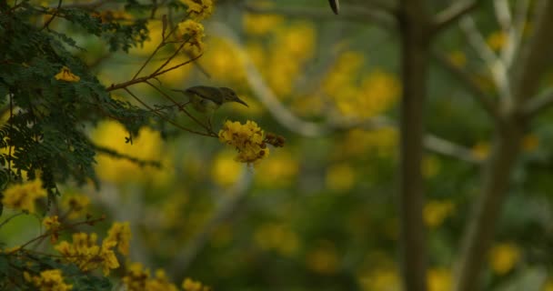 木々の上に咲く黄色の花のクローズアップ映像 — ストック動画
