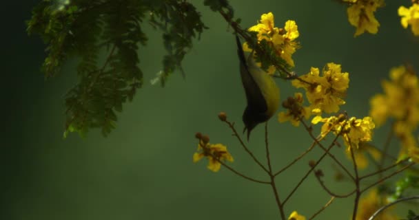 Ağaçta Çiçek Açan Güzel Sarı Çiçeklerin Yakın Plan Görüntüleri — Stok video