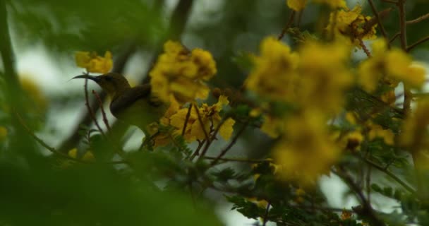 木々の上に咲く黄色の花のクローズアップ映像 — ストック動画