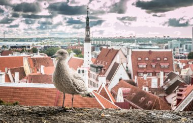 Bird in Tallinn Old city in Estonia clipart
