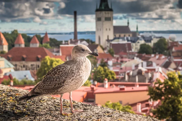 Старый город Таллин в Эстонии — стоковое фото