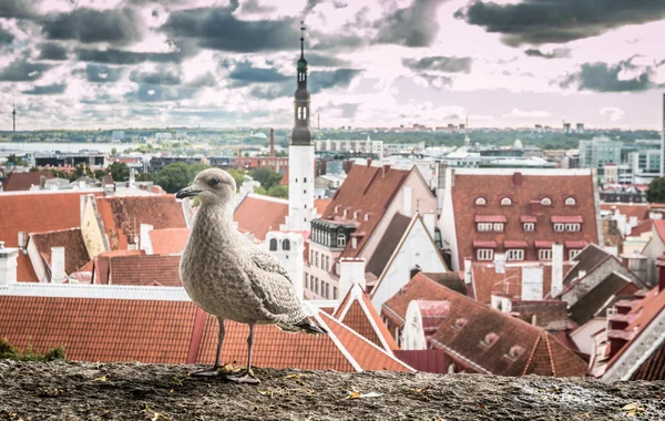 Uccello nella città vecchia di Tallinn in Estonia — Foto Stock