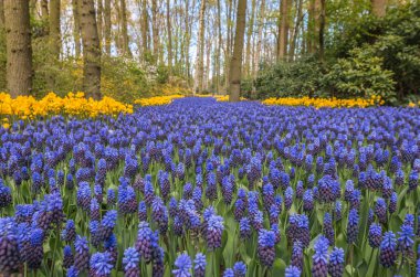 Holland baharda mavi çiçekler
