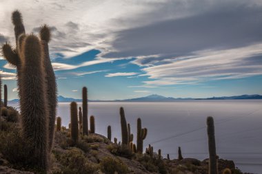 Bolivya'daki Salar Uyuni balık Adası