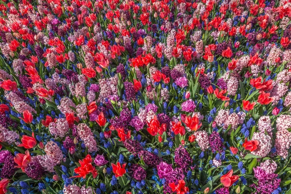 Beautiful flowers in Holland during spring time