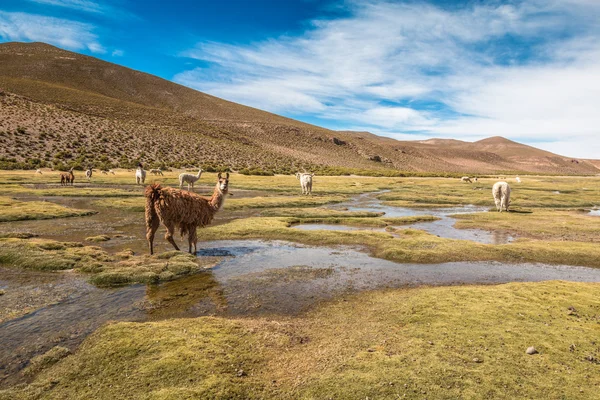 Llama en las montañas bolivianas — Foto de Stock
