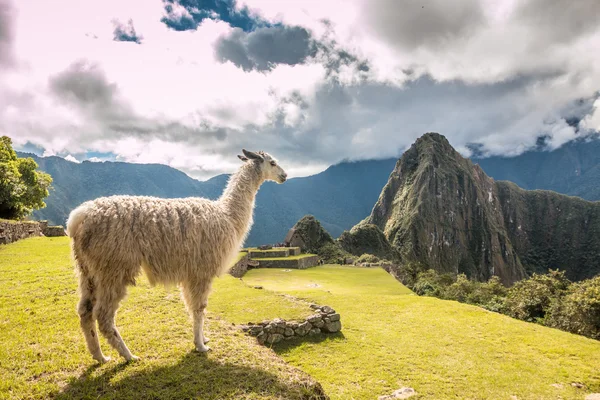 Llama en Machu Picchu — Foto de Stock