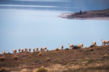 Lake Tekapo Yeni Zelanda koyun