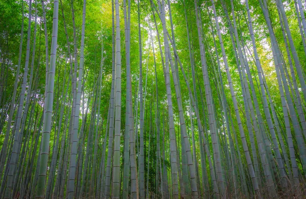 A floresta de bambu em Kyoto — Fotografia de Stock