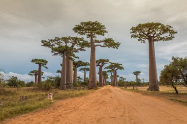 Avenue du Baobab Madagaskar'daki dev ağaçları