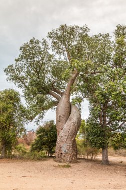 Baobab tr ağaç Madagaskar