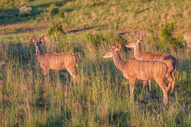 Ceylan Güney Afrika Safari
