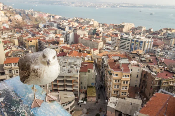 Πουλί στην πόλη Κωνσταντινούπολη — Φωτογραφία Αρχείου