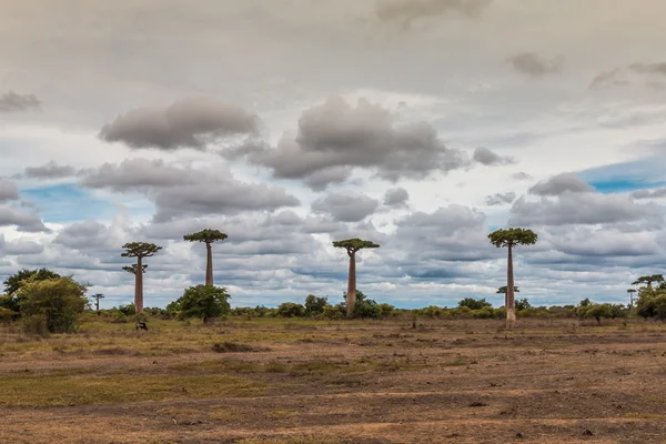 Bonita vista de la avenida baobab en Madagascar — Foto de Stock