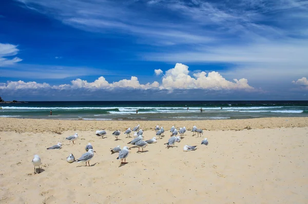 Ωραία θέα της Manly Beach στο Σίδνεϊ — Φωτογραφία Αρχείου