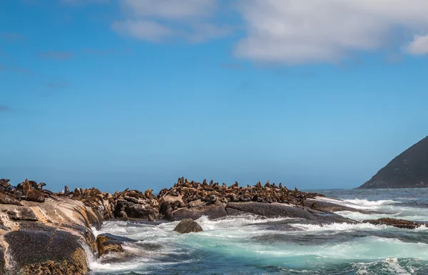 Na wyspie uszczelnienia w Cape Town — Zdjęcie stockowe