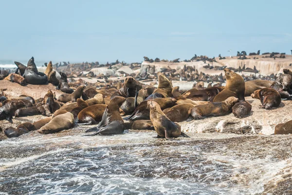 Tätning i seal island nära Kapstaden — Stockfoto