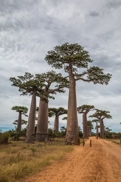 Avenue du Baobab in Madagascar — Stock Photo, Image