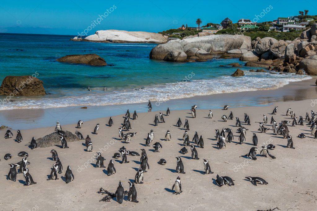 Pinguine Am Strand Von Kapstadt Stockfotografie Lizenzfreie Fotos C Pocholocalapre Yahoo Com 127749998 Depositphotos