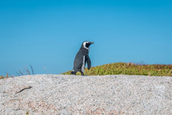 Einsamer Pinguin geht — Stockfoto